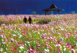 コスモス-写真データ.jpg