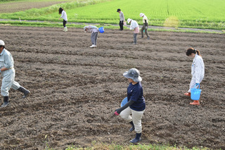 コスモス2.jpg