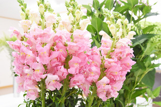 花き共進会04.jpg
