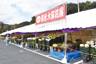 菊花展.jpg